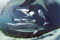 Bottlenose Dolphin (Tursiops truncatus) group swimming, Hawaii