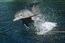 Bottlenose Dolphin (Tursiops truncatus) jumping, Hawaii, captive animal