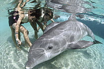 Bottlenose Dolphin (Tursiops truncatus) interacting with children at Dolphin Quest Learning Center program, Waikoloa Hyatt, Hawaii