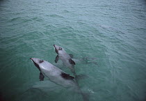 Hector's Dolphin (Cephalorhynchus hectori) pair surfacing in bay, endangered, Banks Peninsula, New Zealand