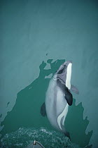 Hector's Dolphin (Cephalorhynchus hectori) at bow of research boat, Banks Peninsula, New Zealand