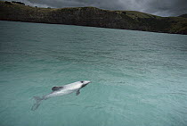 Hector's Dolphin (Cephalorhynchus hectori) surfacing in bay, endangered, Banks Peninsula, New Zealand