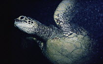 Green Sea Turtle (Chelonia mydas) swimming underwater, Hawaii
