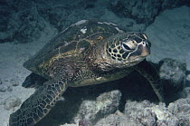Green Sea Turtle (Chelonia mydas) underwater, Hawaii