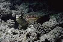 Green Sea Turtle (Chelonia mydas) underwater, Hawaii