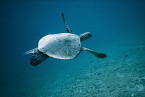 Green Sea Turtle (Chelonia mydas) swimming, Hawaii