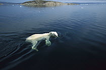 Polar Bear (Ursus maritimus) swimming, Wager Bay, Canada
