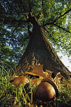 Northern Red Oak (Quercus rubra) tree with corns and leaves at base, Massachusetts
