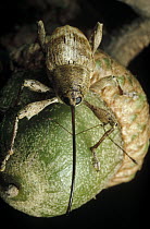 Black Oak Acorn Weevil (Curculio rectus) on Acorn, Massachusetts