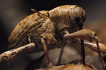Black Oak Acorn Weevil (Curculio rectus) boring hole in nut