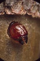 Black Oak Acorn Weevil (Curculio rectus) grub emergening from acorn, Myles Standish State Forest, Massachusetts