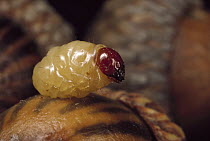 Black Oak Acorn Weevil (Curculio rectus) grub emerging from acorn, Myles Standish State Forest, Massachusetts