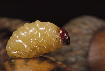 Black Oak Acorn Weevil (Curculio rectus) grub emergence, Myles Standish State Forest, Massachusetts