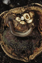 Millipede (Narceus americanus) with galls and mold inside acorn, Massachusetts