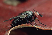 Tachinid Fly (Phytomyptera melissopodis) portrait, Massachusetts