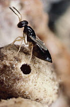 Oriental Chestnut Gall Wasp (Dryocosmus kuriphilus) emerging from gall in acorn, Massachusetts