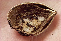 Ant (Myrmica sp) trio tending brood in acorn nutshell, Vermont