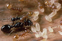 Ant (Harpagoxenus sp) queen being groomed by Slave Ant Worker (Leptothorax sp) while others in the background groom and carry larvae, Massachusetts