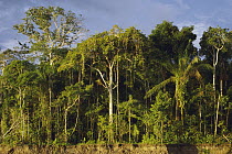 Rainforest edge at Amazon River, near Iquitos, Peru