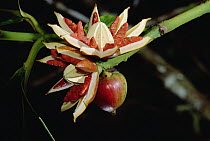 Pitch Apple (Clusia rosea) fruits showing red parts which are eaten by birds, La Planada Reserve, Colombia