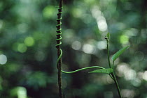 Dicot (Omphalea sp) vine tendril wrapping around supporting branch in tropical rainforest, Barro Colorado Island, Panama