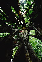 Researcher in Fig (Ficus sp) tree shell after host tree has died, Costa Rica