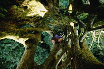 Researchers Faye Hadley and Stephanie Bohlmen climbing seven-story tall Strangler Fig tree shell, Monteverde, Costa Rica