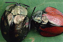 Leaf Beetle (Stolas sp) pair showing color variation, Panama
