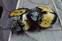 Leaf Beetle (Stolas sp) pair with red mites on their shells, Panama