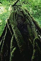 Lianas climbing tree, Costa Rica