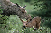 Alaska Moose (Alces alces gigas) with calf, boreal forest, Alaska