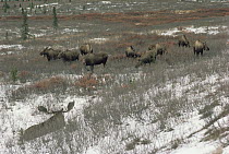 Alaska Moose (Alces alces gigas) male watches over harem on tundra, Alaska