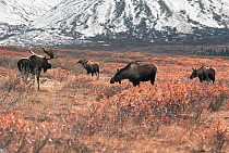 Alaska Moose (Alces alces gigas) male watches over harem on tundra, Alaska