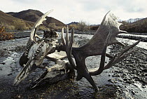 Alaska Moose (Alces alces gigas) two skulls with antlers locked together in stream bed, males probably became fatally entangled while fighting, Alaska