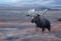 Alaska Moose (Alces alces gigas) bull charging, Alaska