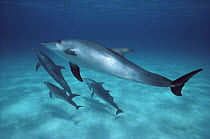 Atlantic Spotted Dolphin (Stenella frontalis) pod swimming underwater, Bahamas