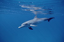 Bottlenose Dolphin (Tursiops truncatus) underwater portrait