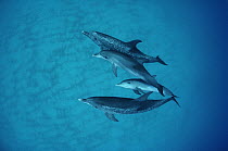 Atlantic Spotted Dolphin (Stenella frontalis) underwater group of adults and juveniles, Bahamas