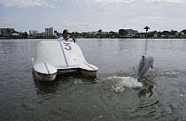 Tucuxi River Dolphin (Sotalia fluviatilis) near paddleboat in small lake, Brazil