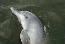 Tucuxi River Dolphin (Sotalia fluviatilis) in small lake, Brazil