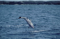 Spinner Dolphin (Stenella longirostris) jumping out of water, Hawaii