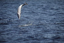 Spinner Dolphin (Stenella longirostris) leaping, Hawaii