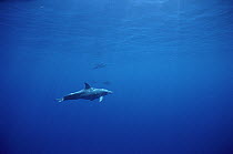 Rough-toothed Dolphin (Steno bredanensis) underwater portrait, Hawaii