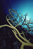 Stony Coral (Acropora sp) underwater, Grand Cayman