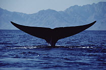 Blue Whale (Balaenoptera musculus) tail, Sea of Cortez, Mexico