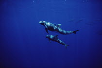 Pygmy Killer Whale (Feresa attenuata) pair, Hawaii