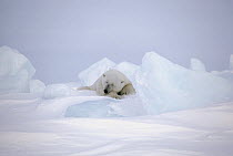 Polar Bear (Ursus maritimus) sleeping, Baffin Island, Nunavut, Canada