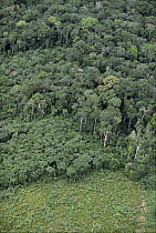 Primary and secondary rainforest, Manaus, Brazil