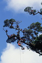 Rainforest researcher Pierre Berner studies tree growth, Rio Macho Forest Reserve, Costa Rica