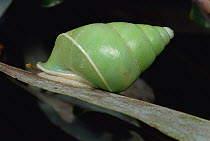 Snail, Sinharaja Biosphere Reserve, Sri Lanka